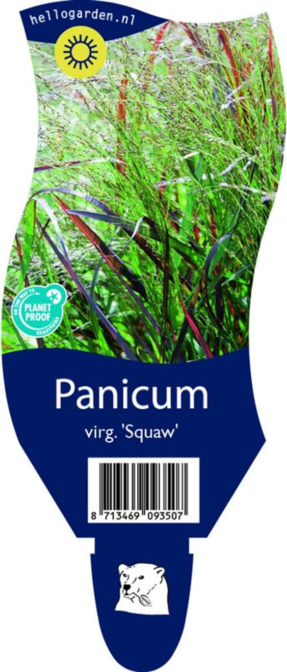 Panicum virgatum 'Squaw' - P11